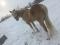 Cheval guilding a vendre ou echanger