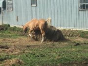 Cheval guilding a vendre ou echanger