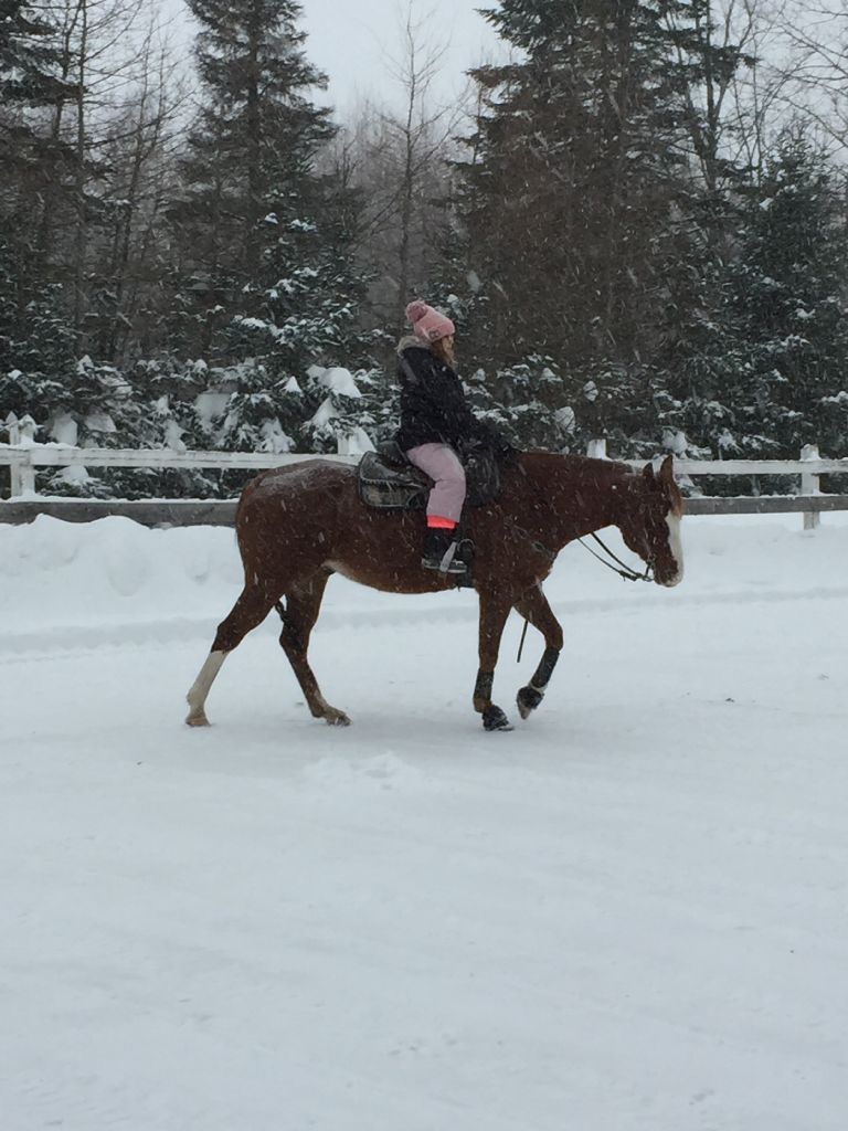 QH reining western