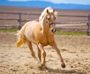 demi pension cheval palomino