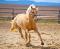 demi pension cheval palomino
