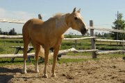 demi pension cheval palomino