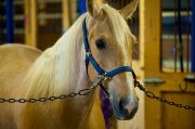 demi pension cheval palomino