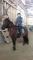 Offre demi-pension cheval canadien,...