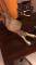 Selle Western Barils 15"