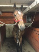 Poulain Warmblood de bonne lignée à bas prix !