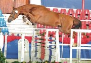 Poulain Warmblood de bonne lignée à bas prix !
