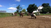 Cours d'équitation classique et western pour tous 