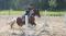 Cours d'équitation classique et western pour tous 