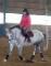 Super gelding de 13 ans