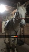 Large poney offert en demi-pension!
