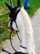 Large poney offert en demi-pension!