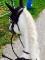 Large poney offert en demi-pension!