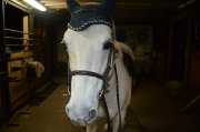 Large poney offert en demi-pension!