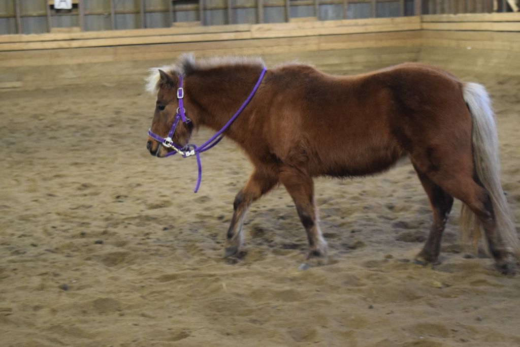 **RECHERCHE PONETTE QUI A ÉTÉ VENDUE**