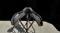 Selle Thorowgood t4 All Purpose