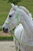 Pension chevaux proche ville de Québec 