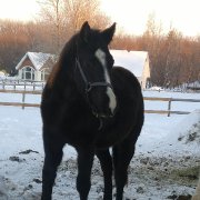 Poulain reining(fils de chex hollywood style)