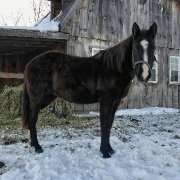 Poulain reining(fils de chex hollywood style)