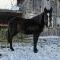 Poulain reining(fils de chex hollywood style)