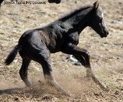 Poulain reining(fils de chex hollywood style)