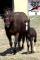 Poulain reining(fils de chex hollywood style)