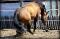 Poulain reining(fils de chex hollywood style)