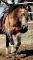 Poulain reining(fils de chex hollywood style)