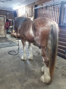 Superbe pouliche du patron typique du Clydesdale