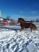 Superbe pouliche du patron typique du Clydesdale