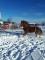 Superbe pouliche du patron typique du Clydesdale