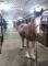 Superbe pouliche du patron typique du Clydesdale