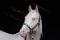 Étalon AQHA en service 