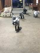 4 chèvres et un bouc miniature à vendre