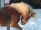Jument Haflinger à vendre