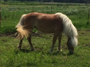 Jument Haflinger à vendre
