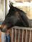 Jument Standarbred