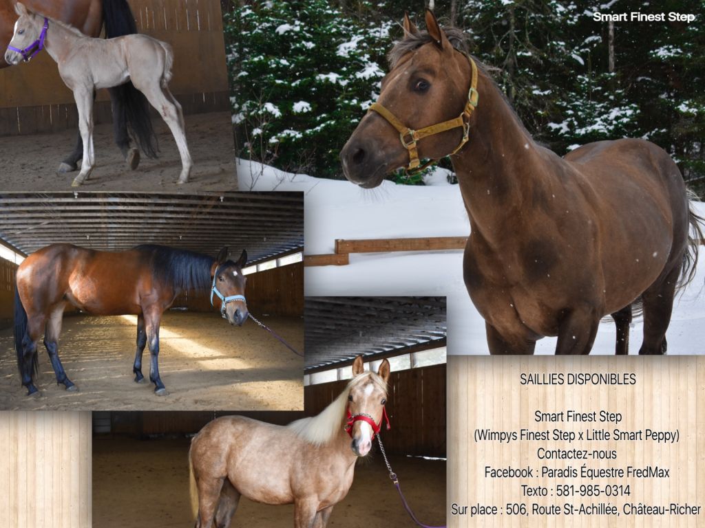 Smart Finest Step, étalon de reining AQHA