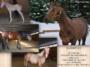 Smart Finest Step, étalon de reining AQHA