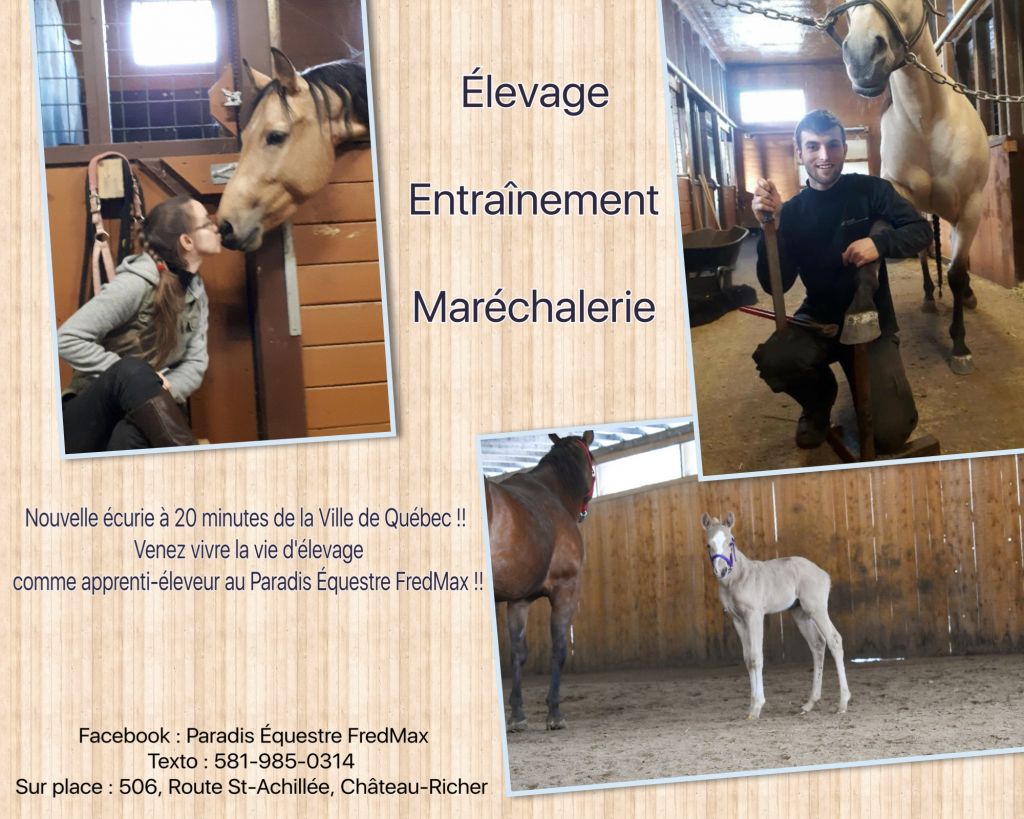 Vivez une immersion totale dans la vie équestre !!