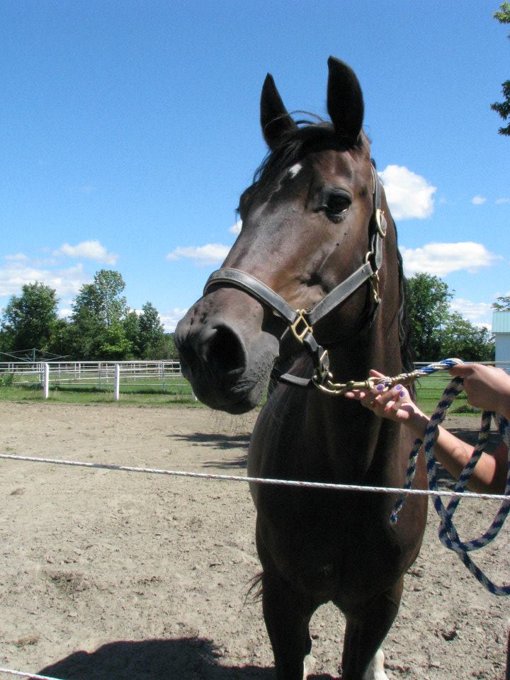 Trakehner X Percheron Enregistré