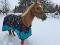 Jument Quarter Horse Palomino de 16 ans