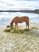 Jument Quarter Horse Palomino de 16 ans