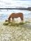 Jument Quarter Horse Palomino de 16 ans