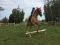 Jument Quarter Horse Palomino de 16 ans