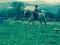 Jument Quarter Horse Palomino de 16 ans