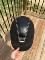 Bombe samshield