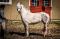 Cassybelle - Jument 143 Paint X Warmblood mare