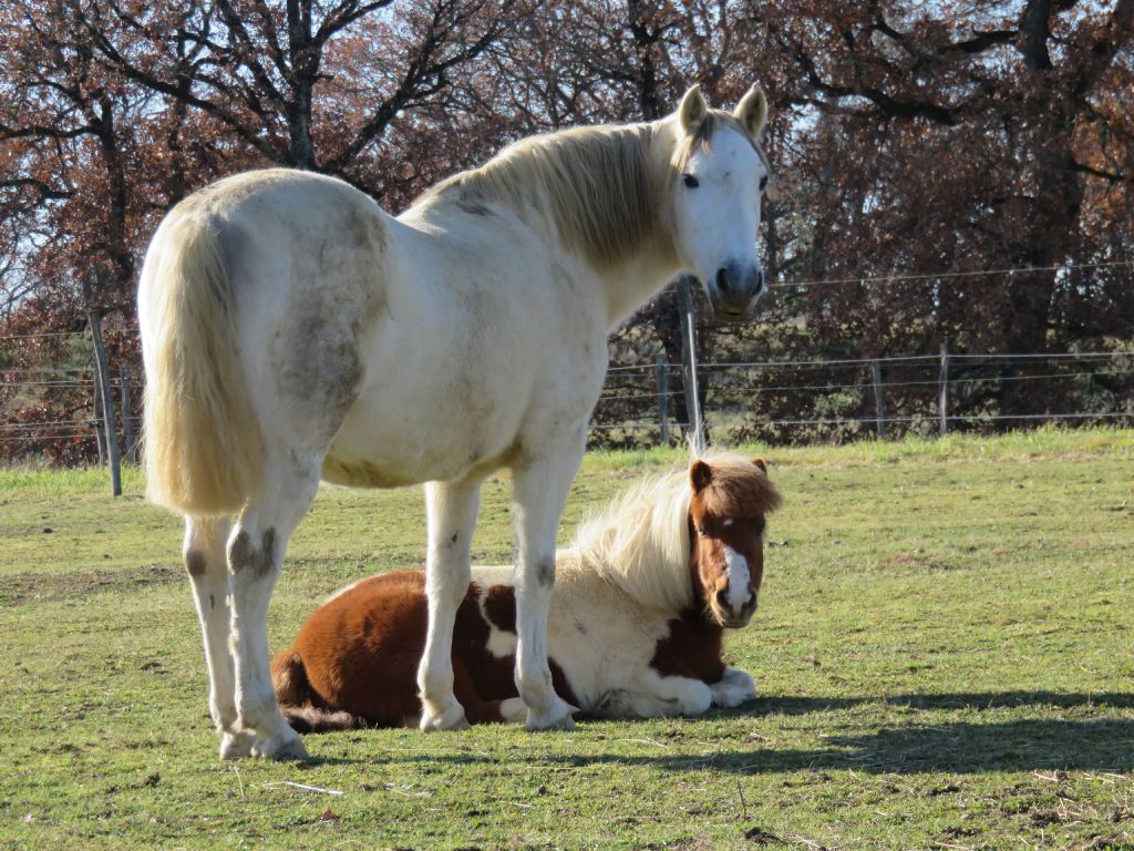 Pure Race Espagnol et son meilleur copain poney Shetland