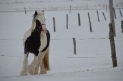 Cheval à vendre - Irish Cob - 8 ans